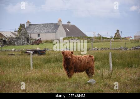 Lesley Matheson, Brue, Highland Cattle, Isle of Lewis, Western Isles, Scotland, UK Stock Photo