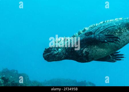 Marine Iguana diving in Galapagos Stock Photo