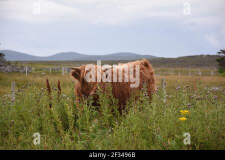 Lesley Matheson, Brue, Highland Cattle, Isle of Lewis, Western Isles, Scotland, UK Stock Photo