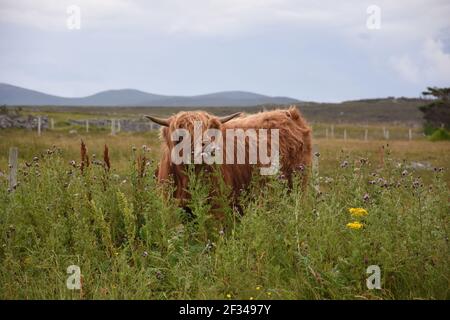 Lesley Matheson, Brue, Highland Cattle, Isle of Lewis, Western Isles, Scotland, UK Stock Photo