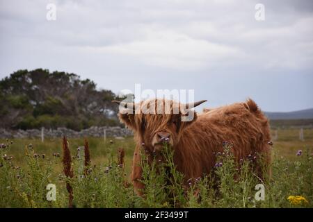 Lesley Matheson, Brue, Highland Cattle, Isle of Lewis, Western Isles, Scotland, UK Stock Photo