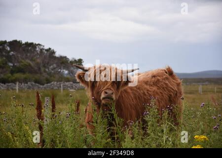 Lesley Matheson, Brue, Highland Cattle, Isle of Lewis, Western Isles, Scotland, UK Stock Photo