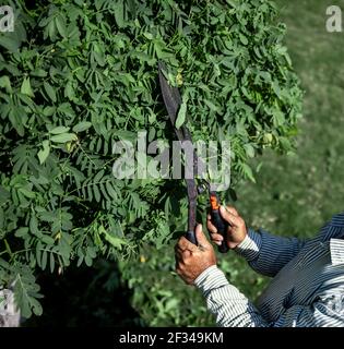 The old gardener cuts the bush with large metal old pruning shears. Garden care. Stock Photo