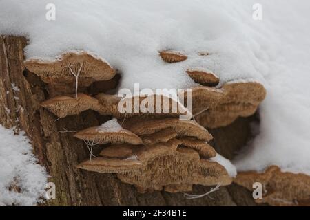 Close-up of a rotten stump with tree mushrooms covered by snow on a horizontal trunk during a winter in Czech republic. Stock Photo