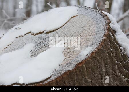 Abstract pattern detail of frozen trunk covered by snow. Stock Photo