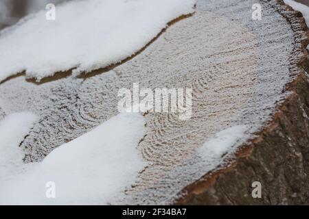 Abstract pattern detail of frozen trunk covered by snow. Stock Photo