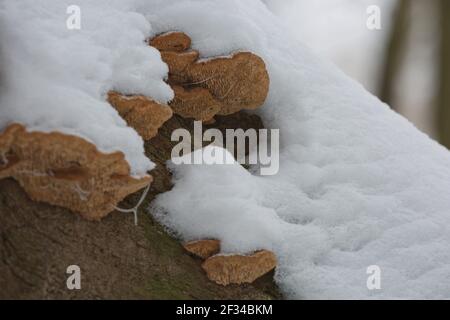Close-up of a rotten stump with tree mushrooms covered by snow on a horizontal trunk during a winter in Czech republic. Stock Photo