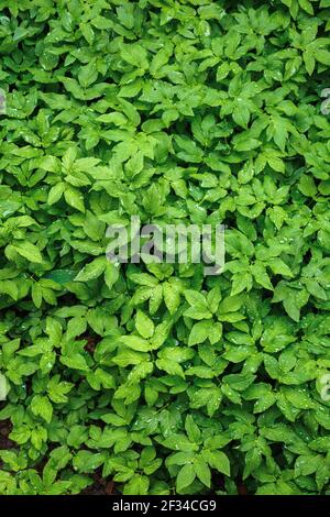 water drops on the green leaves. beautiful close up nature background. freshness concept Stock Photo