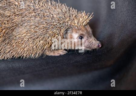 Happy spiky hedgehog being photographed Stock Photo