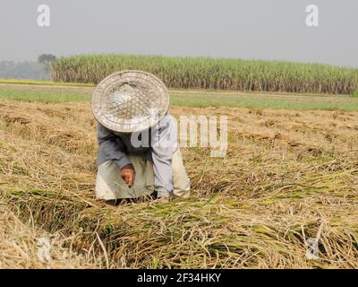 A farmer in a field wearing a coolie hat Stock Photo