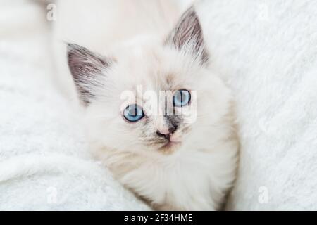 White fluffy kitten lies on couch. Playful cat with blue eyes is resting on soft white blanket at home alone. Happy Kitten baby looking at camera. Cat Stock Photo