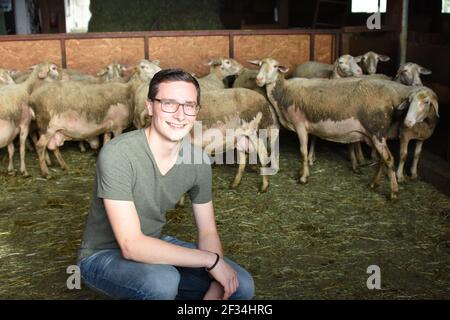 Milk producing sheep, for cheese making, Switzerland Stock Photo