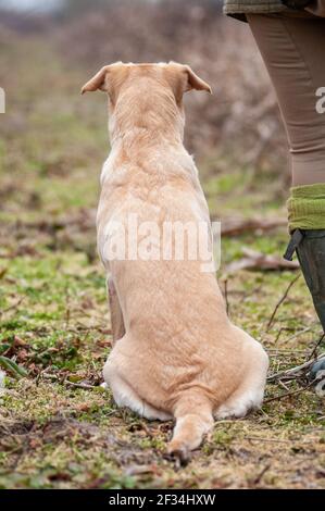 Yellow labrador retriever is sitting near his owner. The dog is waiting for his turn to go retrieve Stock Photo