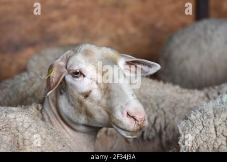 Milk producing sheep, for cheese making, Switzerland Stock Photo