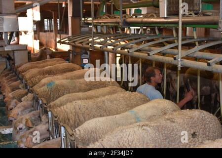 Milk producing sheep, for cheese making, Switzerland Stock Photo