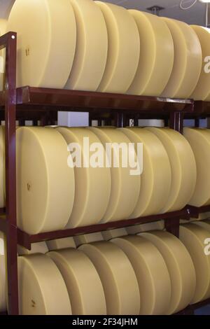 Milk producing sheep, for cheese making, Switzerland Stock Photo