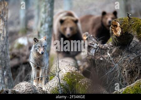 Wolf on a fallen tree with two bears in the background. Wildlife scene from spring nature. Wild animal in the natural habitat Stock Photo