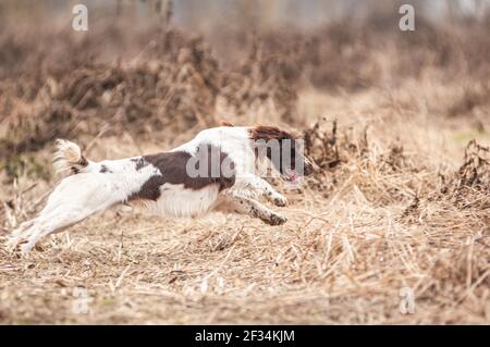 White and liver English Springer Spaniel in full stretch while running in the countryside during a shooting day Stock Photo