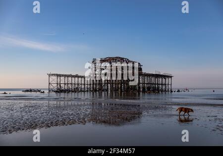 A dog on the Brighton beach during low tide opposite West Pier during the early morning Stock Photo