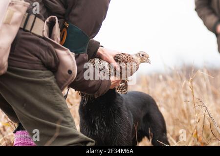 Black labrador retriever is delivering a female pheasant in the hands of his owner. The pheasant is still alive Stock Photo