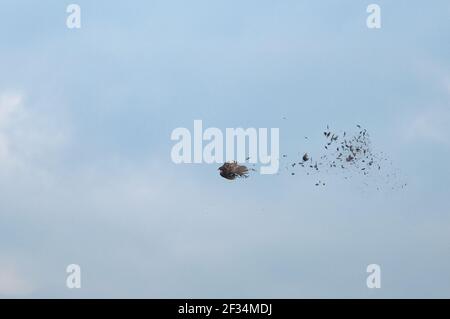 Pheasant Falling Female pheasant being shot in the air. Feathers falling off Stock Photo ...