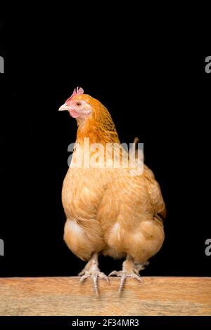 Hybrid orange hen chicken poultry perching on wooden door Stock Photo