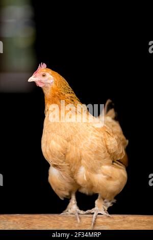 Hybrid orange hen chicken poultry perching on wooden door Stock Photo