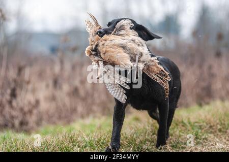 Adult black Labrador Retriever is retrieving a female pheasant during a shoot. The dog is running between corn crops Stock Photo
