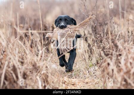 Adult black Labrador Retriever is retrieving a female pheasant during a shoot. The dog is running between corn crops Stock Photo