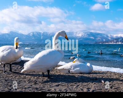 Swan at Lake Kussharo, Hokkaido, Japan Stock Photo