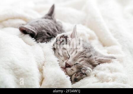 Kitten sleeps with its legs up. Pads on legs of sleeping kitten covered with warm blanket on fluffy soft white blanket. Family couple cats resting tog Stock Photo