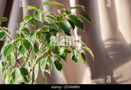 Indoor plant ficus benjamin on a beige textile background. Close-up. selective focus. Copy space. Stock Photo