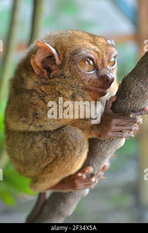 Philippine Tarsier on a branch, little shy monkey Stock Photo