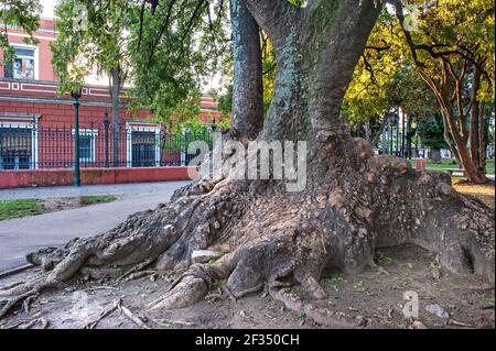 Buenos Aires/ Argentina: Phytolacca dioica, commonly known as ombú, is a massive evergreen tree native to the Pampa of South America. Stock Photo