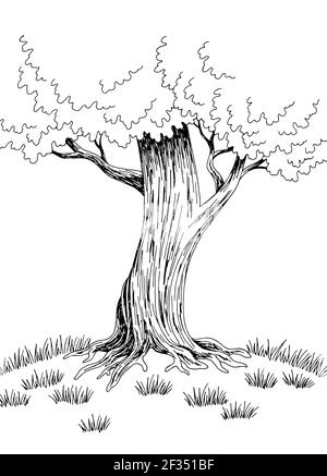 Black And White Drawing Big Tree Elements PNG Images | PSD Free Download -  Pikbest