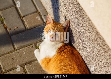A cute ginger cat enjoying the sunlight while lying under a wall Stock Photo