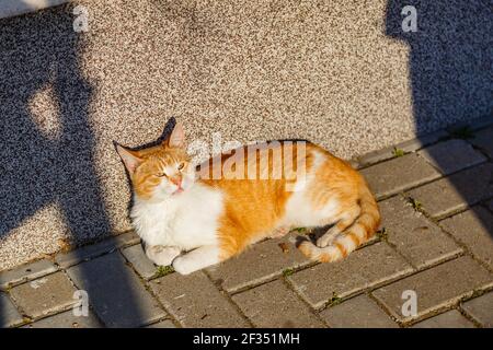 A cute ginger cat enjoying the sunlight while lying under a wall Stock Photo