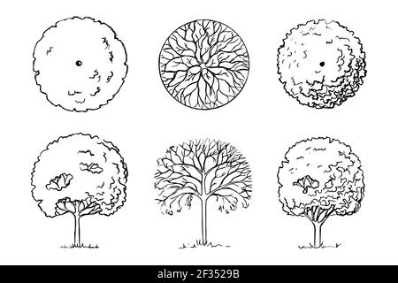 Hand-drawn sketch of trees. Landscaping. Three deciduous garden woody plants front view and top view. Black and white graphics. Isolated on a white ba Stock Vector