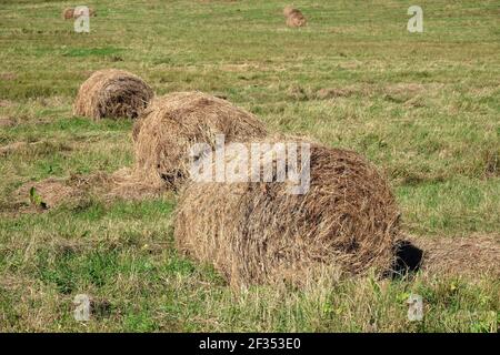 Some rolled haystacks collected in a line on the field on hot sunny summer day close up view Stock Photo