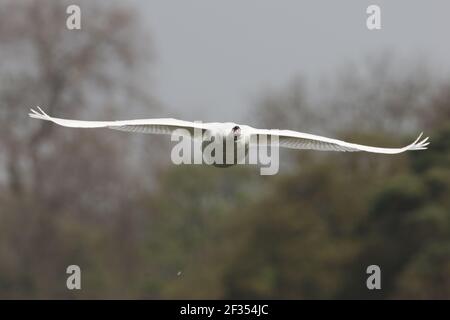 Mute Swan - In flightCygnus olor Hertfordshire, UK BI009699 Stock Photo
