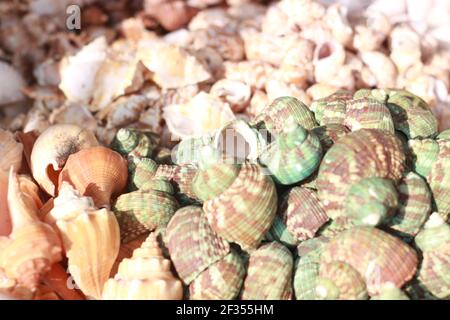 The beautiful close up of shells. Stock Photo