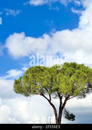 World environment day concept: Big tree over sky background. Stock Photo