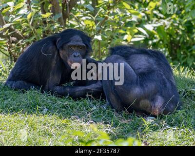 Two black Bonobos resting on grass in their natural habitat in summer Stock Photo