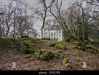 Mossy rocks on a woodland floor in winter Stock Photo