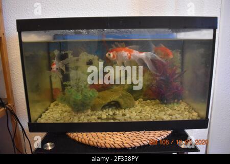 Miniature aquarium with beautiful fish Stock Photo