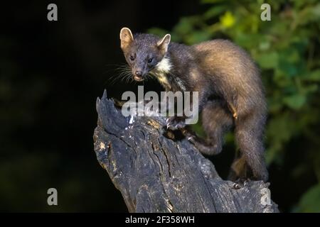 Pine marten (Martes martes) on trunk in dark circumstances in a forest at night. Wildlife scene of nature in Europe. Stock Photo