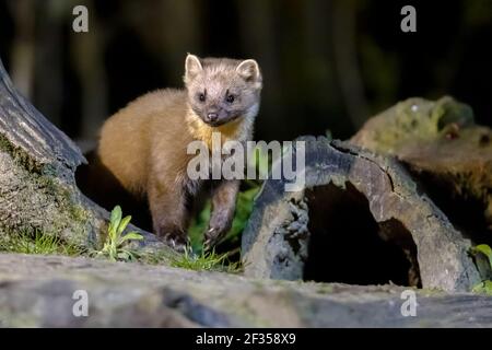 Pine marten (Martes martes) on trunk in dark circumstances in a forest at night. Wildlife scene of nature in Europe. Stock Photo