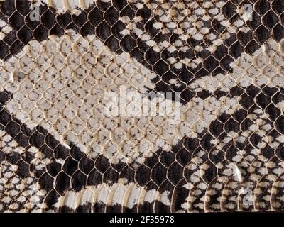 Texture of dark light python skin, concept of expensive leather accessories Stock Photo