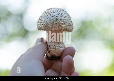 A Young edible Blusher Fungus or Amanita rubescens held in hand with blurred background Stock Photo