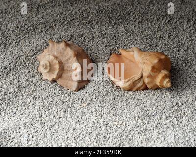sea shells lie on a sandy surface, illuminated by a bright light source Stock Photo